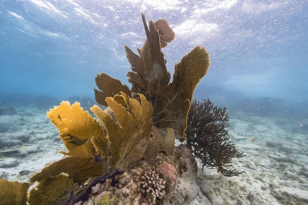 Seascape Shallow Water Coral Reef Caribbean Sea Curacao Fish Sea — Stock Photo, Image