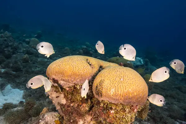 Paisaje Marino Con Butterflyfish Durante Desove Grooved Brain Coral Arrecife — Foto de Stock