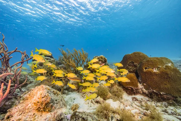 Magnífico Arrecife Coral Del Mar Caribe —  Fotos de Stock