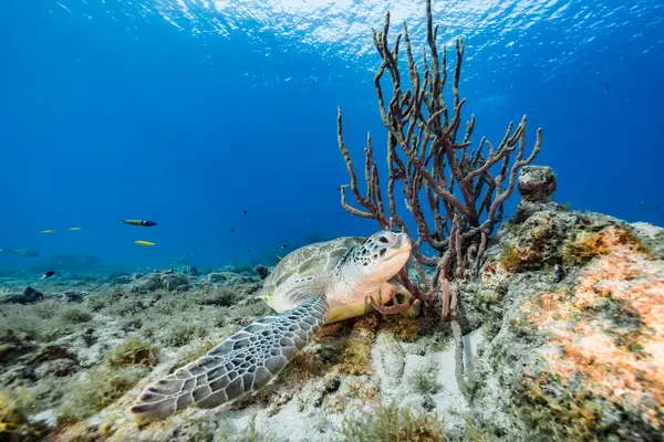 Niesamowity Żółw Zielony Płytkiej Wodzie Morza Karaibskiego Wokół Curacao — Zdjęcie stockowe