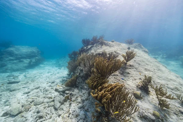 加勒比海珊瑚礁绿松石水中的海景 — 图库照片