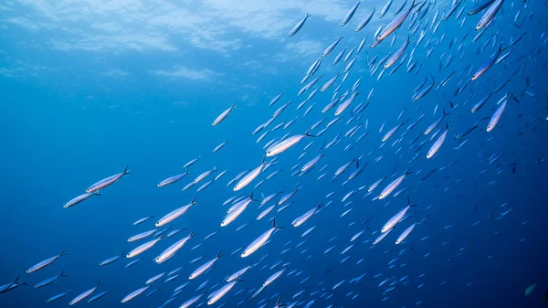 Школьная Рыба Рыба Big Eye Scad Водах Карибского Моря — стоковое фото