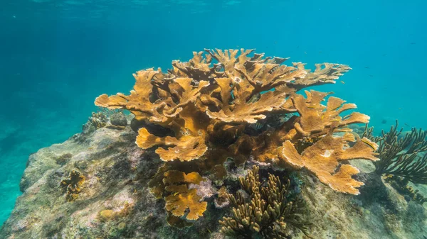 Seascape Big Elkhorn Coral Coral Reef Caribbean Sea Curacao — Stock Photo, Image