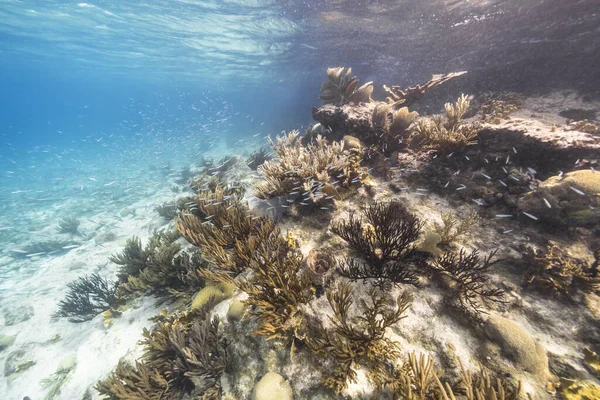 カリブ海のサンゴ礁のターコイズ水の海岸 — ストック写真