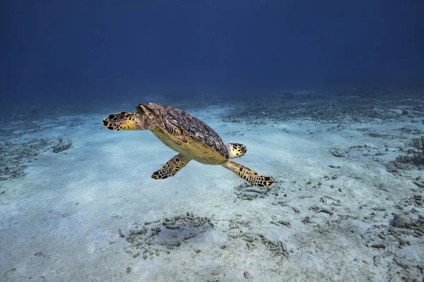 Curacao 주위에 카리브해의 물에서 놀라운 거북이 — 스톡 사진
