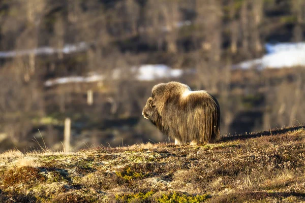 Muskox Parque Nacional Dovrefjell Noruega —  Fotos de Stock