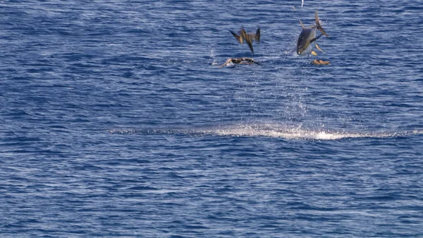 Delfin Hoppning Över Vatten — Stockfoto