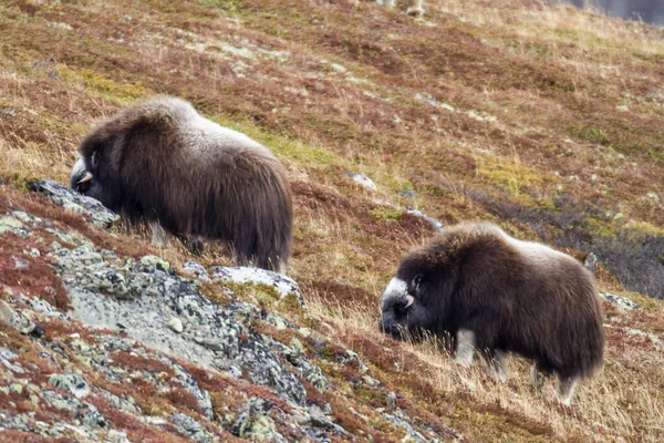 Muskoxes Taman Nasional Dovrefjell Norwegia — Stok Foto