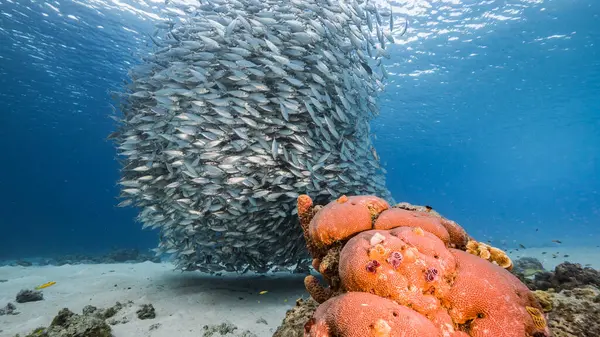 Peixe Escolar Peixe Big Eye Scad Nas Águas Rasas Mar — Fotografia de Stock