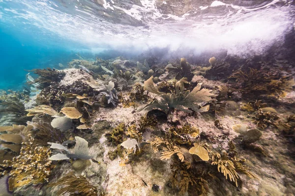 Paisaje Marino Aguas Poco Profundas Arrecife Coral Mar Caribe Curazao — Foto de Stock