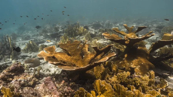 Karayip Denizi 'nin mercan kayalıklarında deniz burnu ve sünger, Curacao