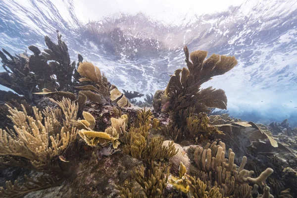 カリブ海のサンゴ礁の浅い水の海岸 シーファン ゴルゴニアのサンゴとスポンジが付いているカラオ — ストック写真