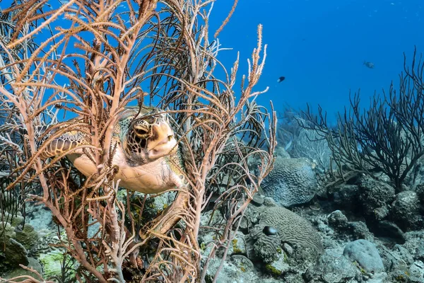 库拉索岛周围加勒比海浅水区令人惊奇的绿海龟 — 图库照片