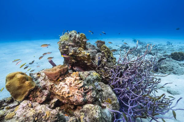 Морський Пейзаж Бірюзовій Воді Коралового Рифу Карибському Морі — стокове фото