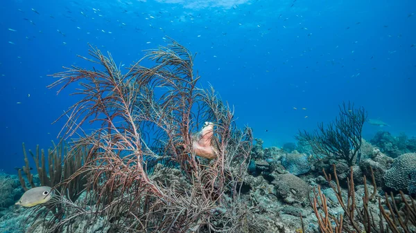 Increíble Tortuga Marina Verde Aguas Poco Profundas Del Mar Caribe —  Fotos de Stock