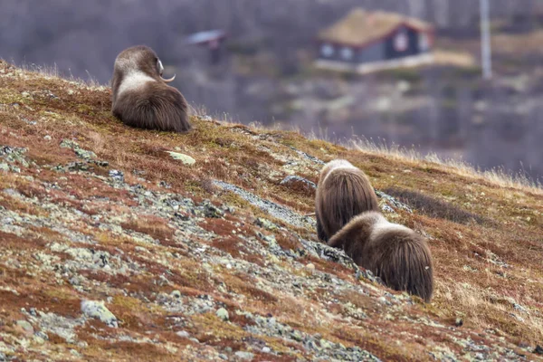 Muskoxes Στο Εθνικό Πάρκο Dovrefjell Νορβηγία — Φωτογραφία Αρχείου