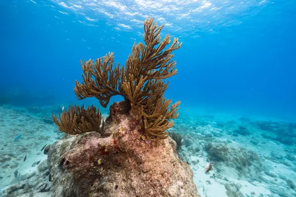 Paisaje Marino Aguas Turquesas Arrecife Coral Mar Caribe — Foto de Stock