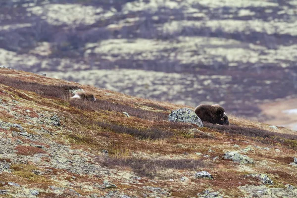 挪威Dovrefjell国家公园的Muskoxes — 图库照片