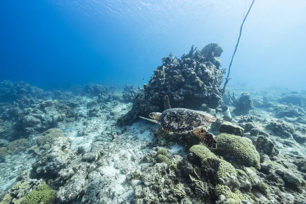 库拉索岛周围加勒比海浅水区令人惊奇的绿海龟 — 图库照片
