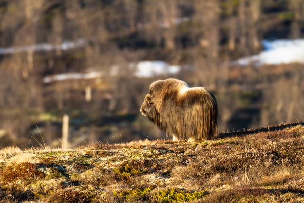 Boeuf Musqué Dans Parc National Dovrefjell Norvège — Photo
