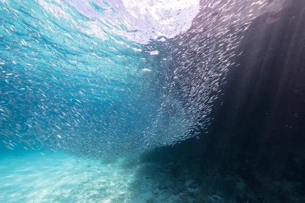 물고기 카리브해의 스카드 물고기 — 스톡 사진
