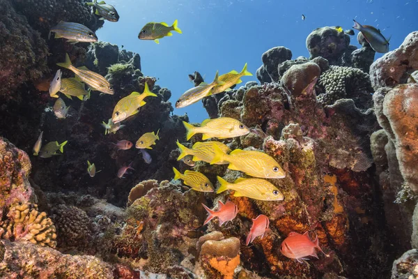 Karayip Denizi 'nin muhteşem mercan kayalıkları.