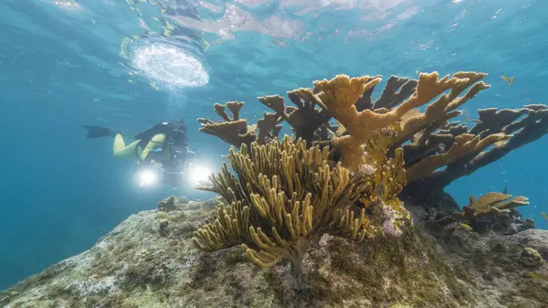 Seascape with diver and big Elkhorn Coral in the coral reef of Caribbean Sea, Curacao