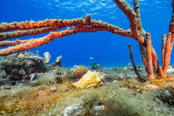 Paysage Marin Dans Eau Turquoise Récif Corallien Dans Mer Des — Photo