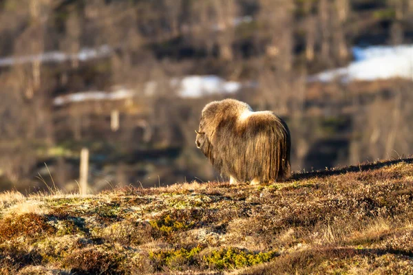 Muskox Národním Parku Dovrefjell Norsko — Stock fotografie