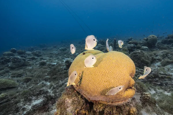 Karayip Denizi 'nin mercan kayalıklarında Grooved Brain Coral üretirken Kelebek Balığı ile deniz kabuğu, Curacao