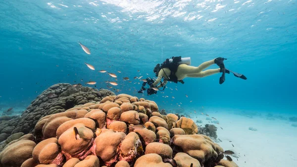 Nurka Rafie Koralowej Morzu Karaibskim — Zdjęcie stockowe