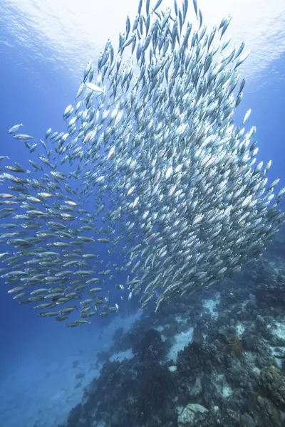 Школьная Рыба Рыба Big Eye Scad Водах Карибского Моря — стоковое фото