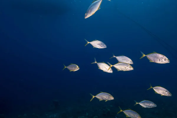 Dusk Seascape School Fish Yellow Jacks Coral Reef Caribbean Sea —  Fotos de Stock