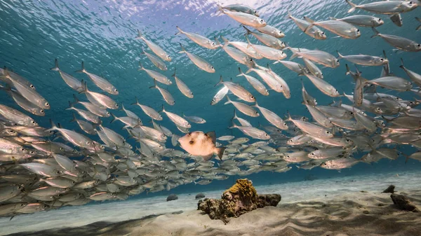 Schooling Fish Big Eye Scad Fish Shallows Caribbean Sea — Stock Photo, Image