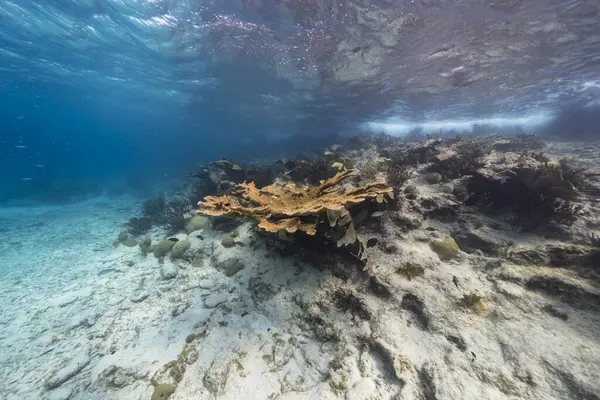 Paisaje Marino Con Gran Coral Elkhorn Arrecife Coral Del Mar —  Fotos de Stock
