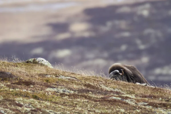 Muskox Στο Εθνικό Πάρκο Dovrefjell Νορβηγία — Φωτογραφία Αρχείου