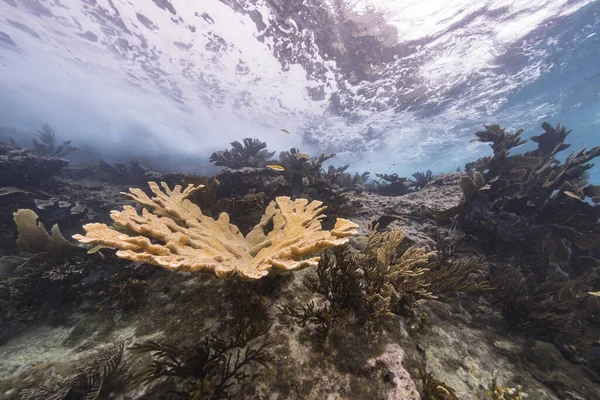 カリブ海のサンゴ礁の浅い水の海岸 シーファン ゴルゴニアのサンゴとスポンジが付いているカラオ — ストック写真