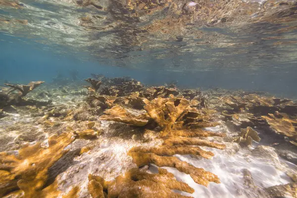 Seascape Shallow Water Coral Reef Caribbean Sea Curacao Fish Sea — Stock Photo, Image