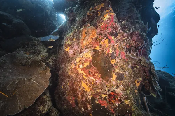 แนวปะการ งดงามของทะเลแคร บเบ — ภาพถ่ายสต็อก
