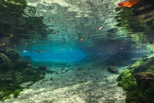 Unterwasserlandschaft Three Sisters Springs Crystal River Florida Vereinigte Staaten — Stockfoto
