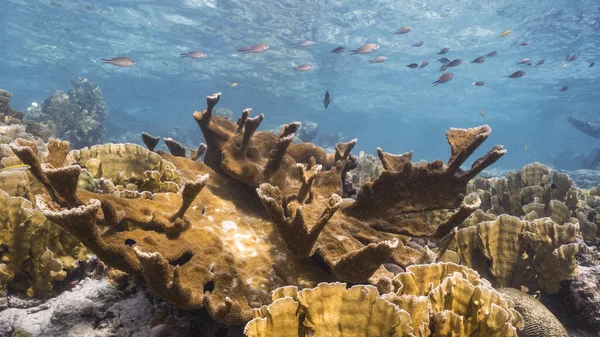 Seascape Com Elkhorn Coral Esponja Recife Coral Mar Caribe Curaçao — Fotografia de Stock