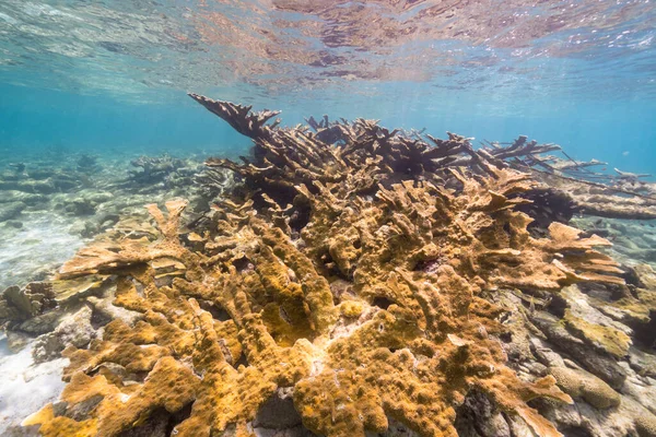 Havslandskap Grunt Vatten Korallrev Karibiska Havet Curacao Med Fisk Sea — Stockfoto