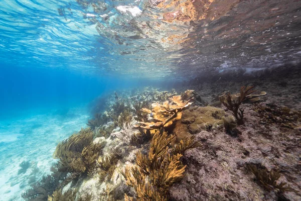 Zeegezicht Ondiep Water Van Koraalrif Caribische Zee Curacao Met Vis — Stockfoto