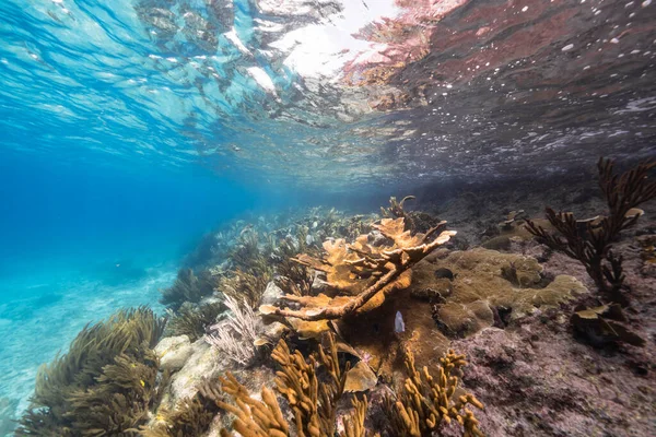 加勒比海珊瑚礁浅海海景 带鱼的库拉索岛 戈尔戈尼珊瑚和海绵 — 图库照片