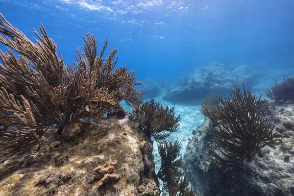 Magnífico Arrecife Coral Del Mar Caribe — Foto de Stock