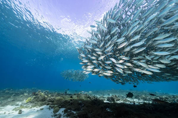 Školní Ryby Big Eye Scad Ryby Mělčinách Karibského Moře — Stock fotografie