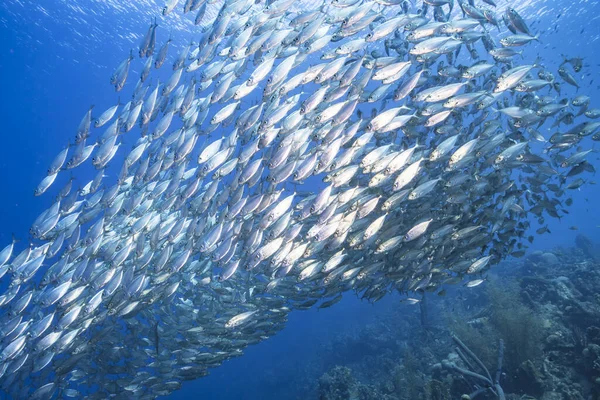 Schoolvissen Big Eye Scad Vissen Ondiepe Caribische Zee — Stockfoto
