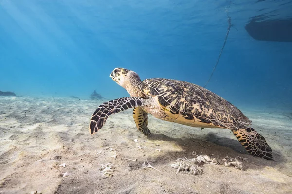 Amazing Green Sea Turtle Shallow Water Caribbean Sea Curacao — Stock Photo, Image