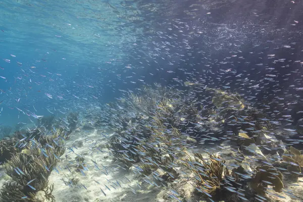 Σχολικά Ψάρια Big Eye Scad Ψάρια Στα Ρηχά Της Καραϊβικής — Φωτογραφία Αρχείου