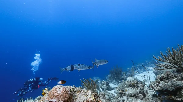Nurkowanie Morzu Podwodne Zdjęcia — Zdjęcie stockowe